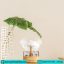 مرطوب کننده هوا ابر بارانی گرین لاین Green Lion Rain Cloud Diffuser